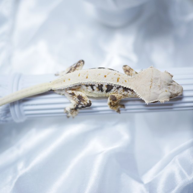 릴리화이트 화이트 드리피 화이트스팟