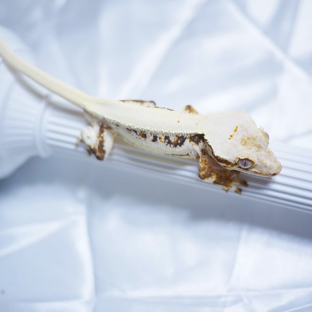 릴리화이트 솔리드백 화이트