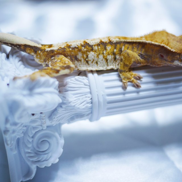 노멀 트라이 텐저린