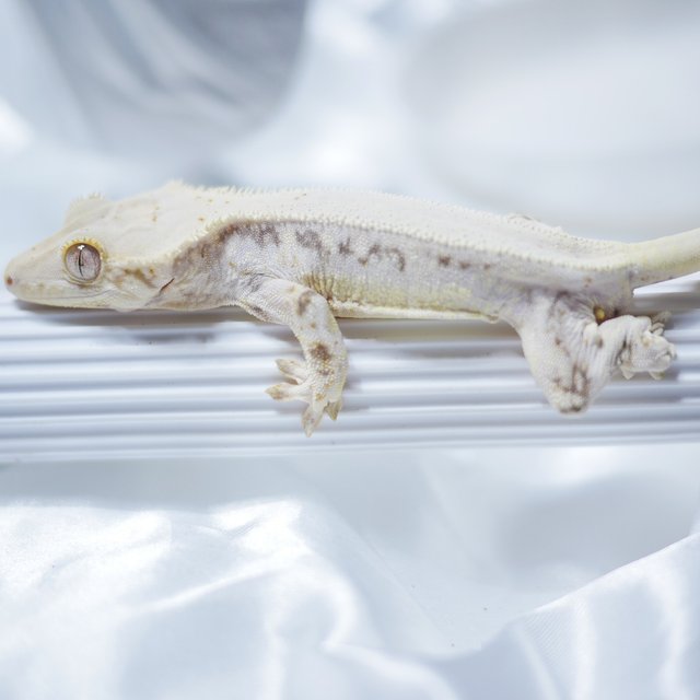 릴리화이트 솔리드백 화이트