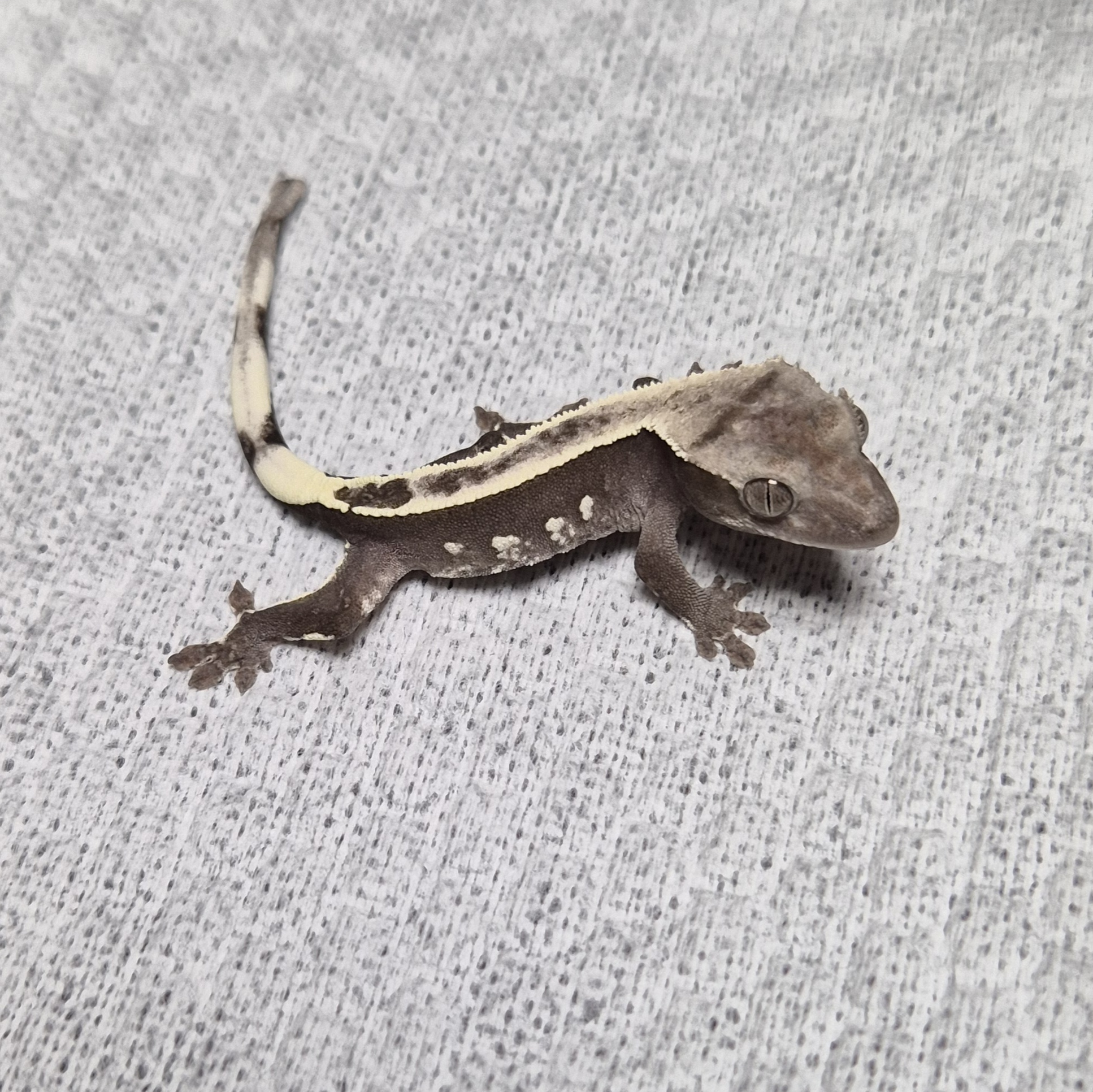 아잔틱