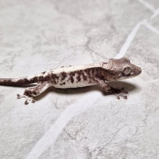Luwak LW Lilly 100% Het Axanthic 100% Het Axanthic