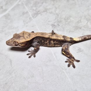 Sable 100% Het Axanthic