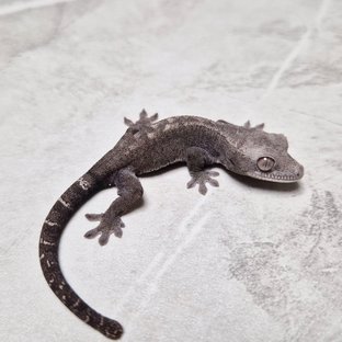 Luwak 100% Het Axanthic