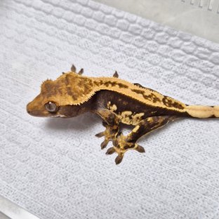 100% Het Axanthic