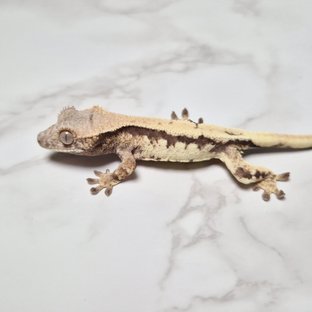 릴리 세이블 100%헷아잔틱 세이블 릴리100%헷아잔틱