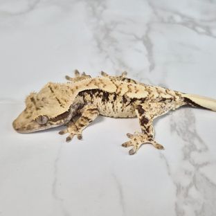 Tri Extreme Harlequin