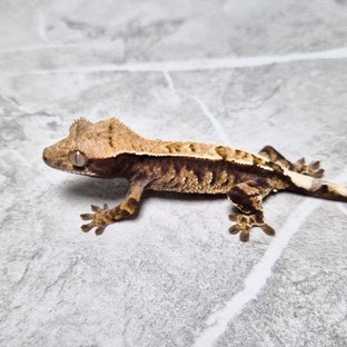 Cappuccino 100% Het Axanthic