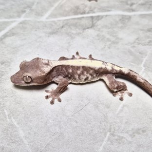 Luwak LW Lilly 100% Het Axanthic 100% Het Axanthic