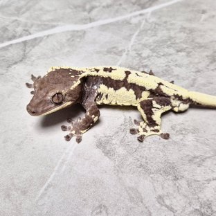 Frappuccino Axanthic Lilly Axanthic