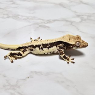 릴리100%헷아잔틱