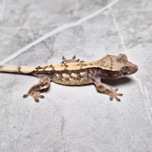 Sable 100% Het Axanthic