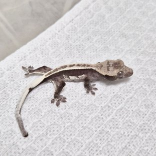 ㅍㅂㅌㅅㄹ-ㅇㅈㅌ17