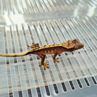 연어-50%헷아잔틱8
