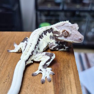 Frappuccino 100% Het Axanthic