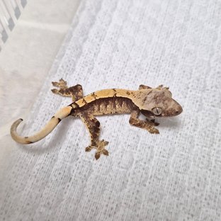 패러독스 잔틱 라인