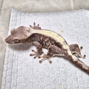 Luwak LW Lilly 100% Het Axanthic 100% Het Axanthic