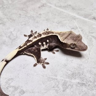 Axanthic