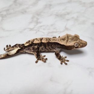 Cappuccino 100% Het Axanthic