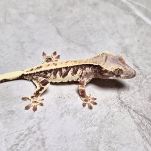 Sable Lilly 100% Het Axanthic LW Sable 100% Het Axanthic