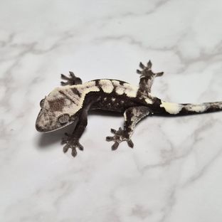 세이블 아잔틱