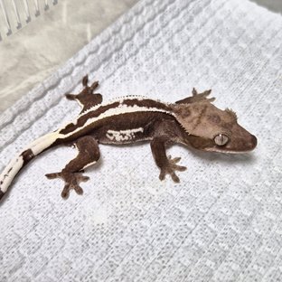 Full Pinstripe Axanthic