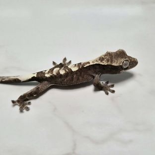 아잔틱