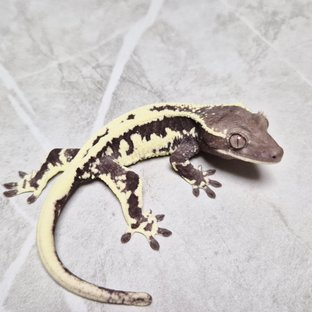 Frappuccino Axanthic Lilly Axanthic