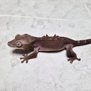 Luwak 100% Het Axanthic