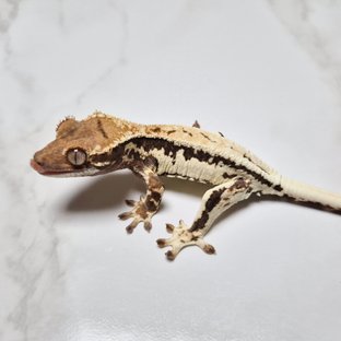 프라푸치노 100%헷아잔틱 릴리100%헷아잔틱