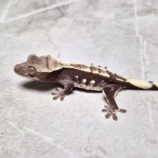 Axanthic