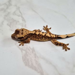노멀