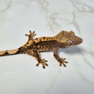 100% Het Axanthic