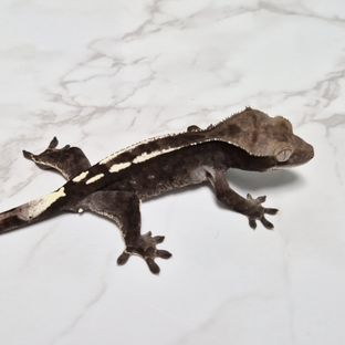 Cappuccino Axanthic