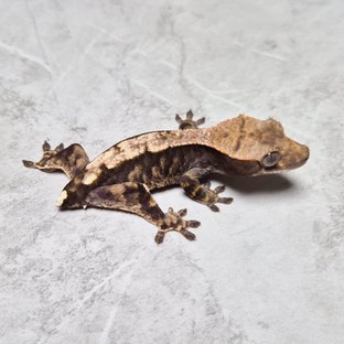 Cappuccino 100% Het Axanthic