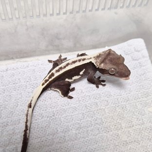 Super Stripe White Crown Axanthic