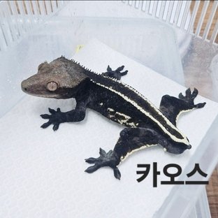 카오스