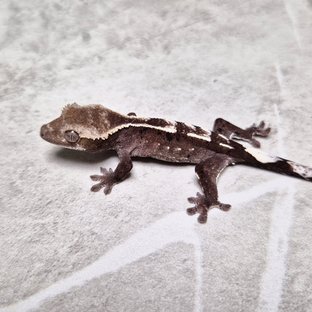 Cappuccino Axanthic