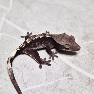 Axanthic