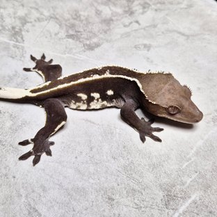 Axanthic