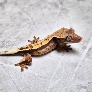 Sable 100% Het Axanthic