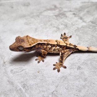 Sable 100% Het Axanthic