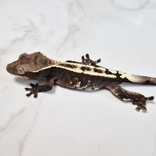 카푸치노 아잔틱