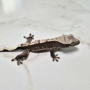 아잔틱