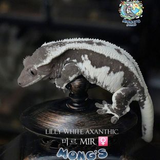 미르