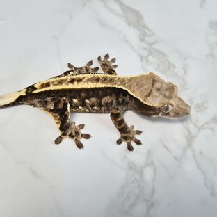 100% Het Axanthic