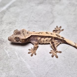 Sable 100% Het Axanthic