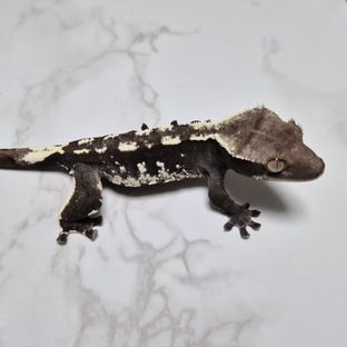 아잔틱