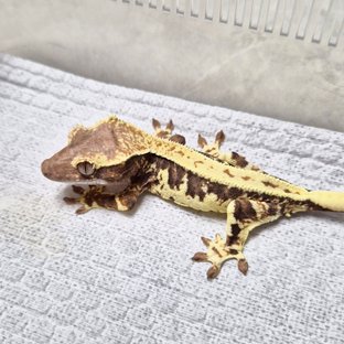 Sable Lilly 100% Het Axanthic LW Sable 100% Het Axanthic