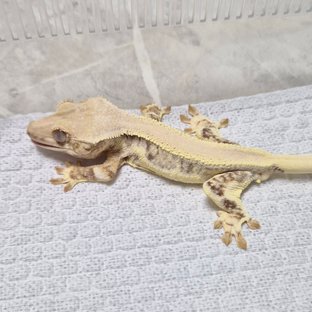 릴리헷초초 6